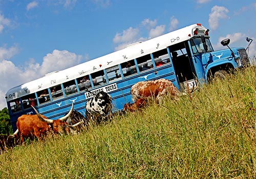 Longhorns Head to Tail bus out in the Watusi pasture on a tour