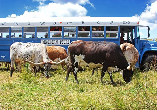 Longhorn Head To Tail Tours at Dickinson Cattle Co.