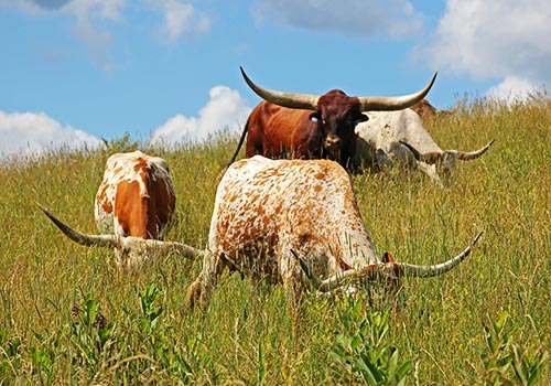 Bull and cows munching on green grass in Southeastern Ohio.