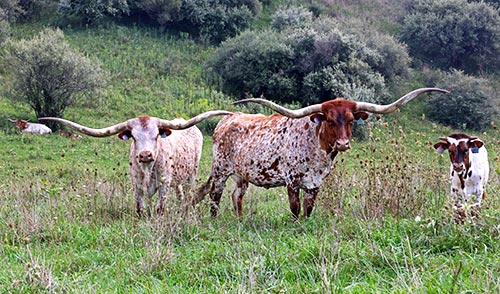 Two very nice Texas Longhorn cows with their baby calves at Dickinson Cattle Co near Barnesville, Ohio
