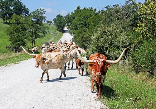 Traildrive with Texas Longhorn cows on Muskrat Road, Barnesville, OH ? Dickinson Cattle Co