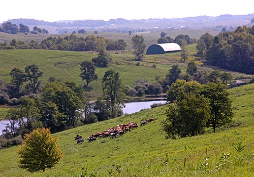 Herd of Cows on the hillside of Dickinson Cattle Co. near Barnesville Ohio.