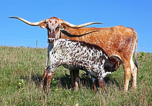 Longhorn Cow named Fast Focus with her 2016 Heifer calf at Dickinson Cattle Co, near Barnesville, Ohio
