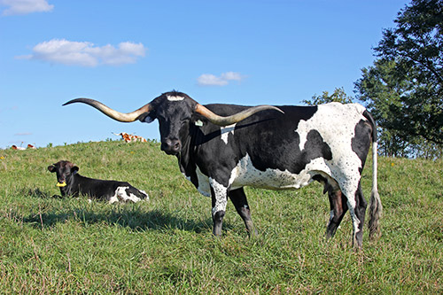 Texas Longhorn Cow named Over Bliss with her baby bull calf near Barnesville Ohio.