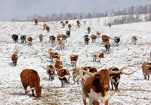 Texas Longhorn Herd, Winter 2016 at Dickinson Cattle Co, near Barnesville, Ohio