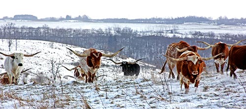 Texas Longhorn Herd, Winter 2016 at Dickinson Cattle Co, near Barnesville, Ohio