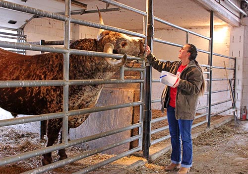 Jamie Tomey giving "Annex" a treat at Longhorn Head To Tail Tours, near Barnesville, Ohio