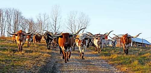 Traildrive with Texas Longhorn cows at Dickinson Cattle Co, near Barnesville, Ohio