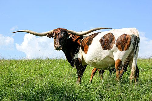 Texas Longhorn Cow named Toss The Jam with her baby bull calf near Barnesville Ohio.