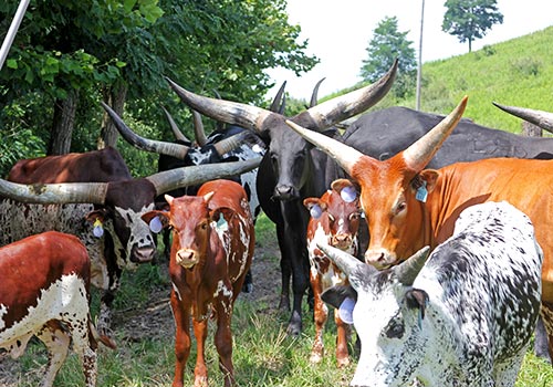 Watusi Herd with during the summer of 2017 with herd sire Titan Wolf on this hillsides at Dickinson Cattle Co, near Barnesville, Ohio.