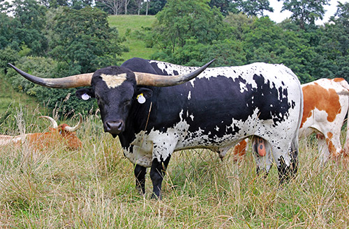 Longhorn bull "Non Stop" with a group of his cows at Dickinson Cattle Co. near Hendrysburg Ohio