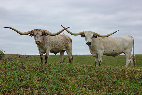 Two Texas Longhorn Trophy Steers standing on top the hill at Dickinson Cattle Co. near Barnesville, Ohio.