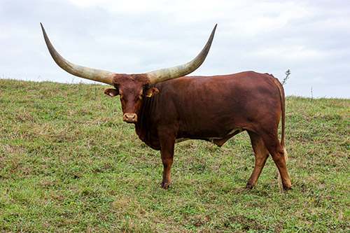 Watusi steer named "Peter Van Meter" at Dickinson Cattle Co. near Hendrysburg, Ohio.