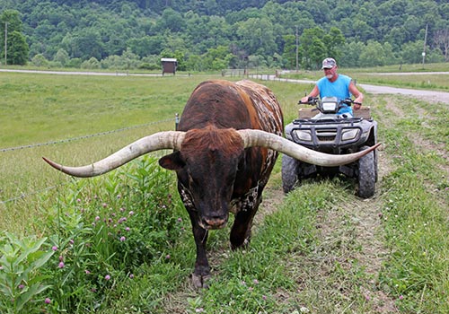 Texas Longhorn Bull - Drag Iron - Roger Moore - Dickinson Cattle Co - Barnesville Ohio