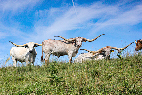 Three Texas Longhorn Trophy Steers standing on top the hill at Dickinson Cattle Co. near Hendrysburg, Ohio.