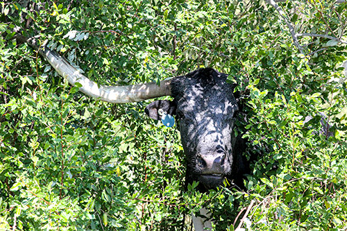 Texas Longhorn cow at Dickinson Cattle Co. peeking out from between the bushes.