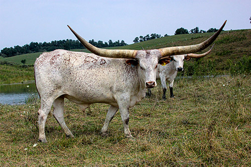 Watusi steer named "Tall Phantom" at Dickinson Cattle Co. near Hendrysburg, Ohio.