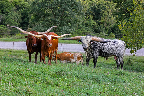 Longhorn bull "Flair Galore" with one of some of his favorite cows at Dickinson Cattle Co. near Barnesville, Ohio.