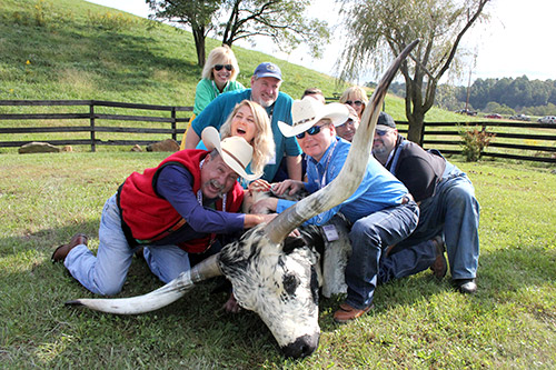 Texas Longhorn Enthusiasts holding down a steer near Barnesville, Ohio.