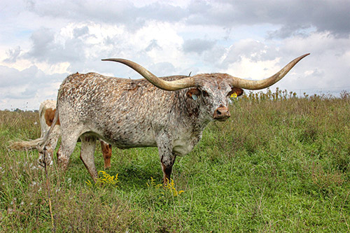 Texas Longhorn Cow named Iron On - near Barnesville Ohio.