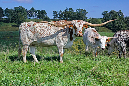 Texas Longhorn Cow named Silent Iron - near Barnesville Ohio.