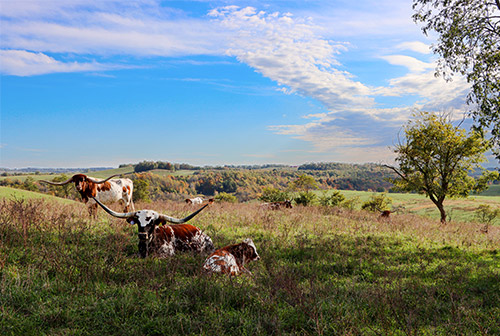 Jam Packed and Under Handed, two Texas Longhorn cows at Dickinson Cattle Co posing on a scenic hillside.