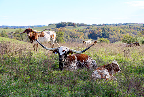 Jam Packed and Under Handed (with her calf), two Texas Longhorn cows at Dickinson Cattle Co posing on a scenic hillside.