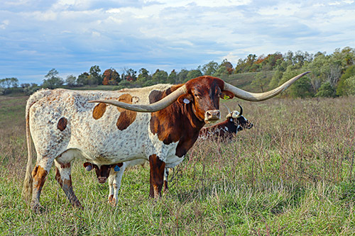 Texas Longhorn Cow named Jam Packed - near Barnesville Ohio.