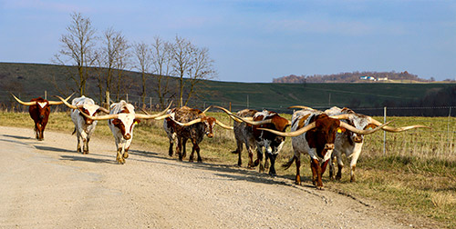 Herd of Texas Longhorn cattle being moved to their winter pasture at Dickinson Cattle Co near Barnesville, Ohio.