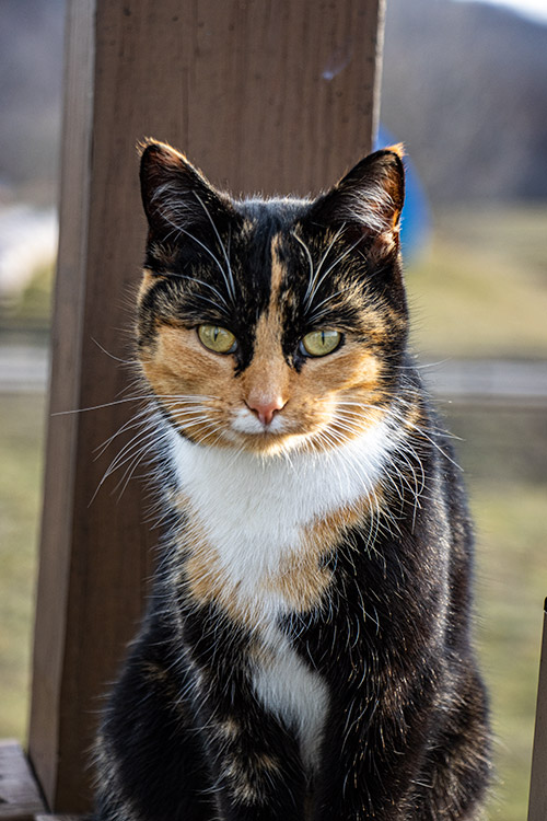 Calico Ranch Cat on mouse patrol