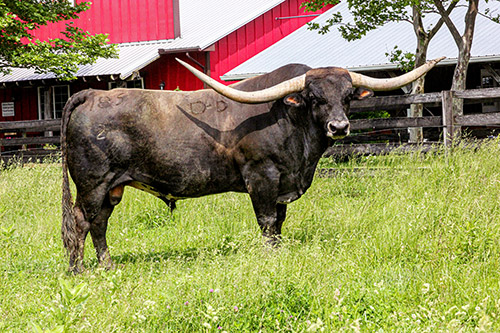 Texas Longhorn Bull, Jet Black Chex, taking a break in front of the Longhorn Head To Tail Store near Barnesville, OH.