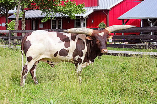 J.D. Judd - Watusi Bull at Dickinson Cattle near Barnesville Ohio.