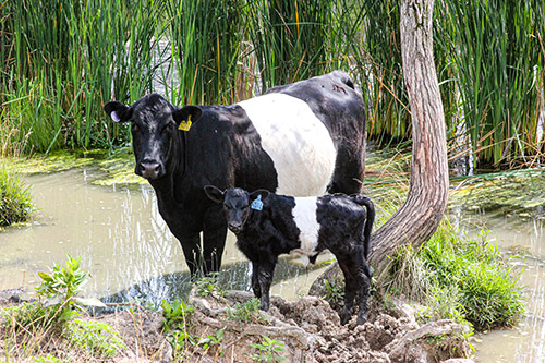 BueLingo cow named Cycle Certain cooling off in the pond on a hot summer day at Dickinson Cattle Co. near Barnesville, Ohio.