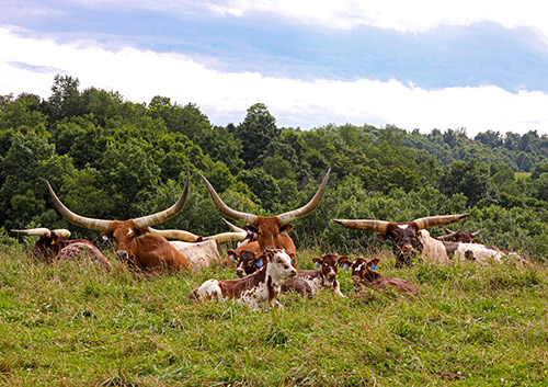 Group of happy Watusi cattle relaxing at Dickinson Cattle Co, near Barnesville, Ohio.