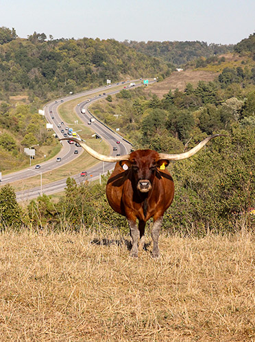 Longhorn cow named Sequoia Mark posing in front of I-70 near Barnesville, Ohio.