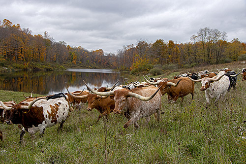 Texas Longhorn Herd by pond