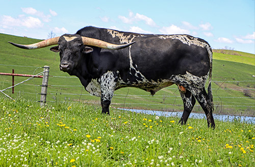 Texas Longhorn Bull, Elfego taking a break at Dickinson Headquarters near Barnesville, OH.