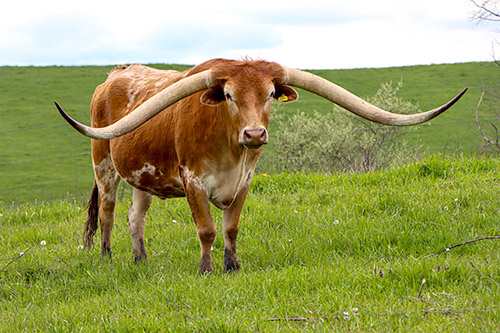 Fancy Exhibition Texas Longhorn Steer named Iron Dance at Dickinson Cattle, CO. Near Vinegar Valley, Ohio.