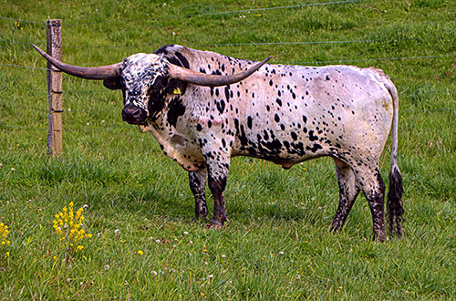 Texas Longhorn Bull named Spokesman at Dickinson Cattle Co, near Barnesville, Ohio.