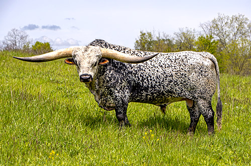 Texas Longhorn Bull, Flair Galore at Dickinson Cattle Co. near Barnesville, OH.