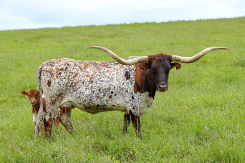 Texas Longhorn Cow named Iron Queen with her baby calf at Dickinson Cattle Co. - near Barnesville Ohio.