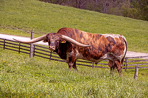 Texas Longhorn Bull, Cut'n Dried taking a break in the front pasture at Dickinson Headquarters near Barnesville, OH.