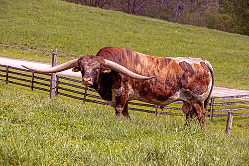 Famous Texas Longhorn herdsire - Cut n Dried