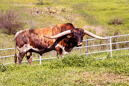 Texas Longhorn Bull, Cut'n Dried taking a break in the front pasture - Barnesville, OH at Dickinson Cattle Co.
