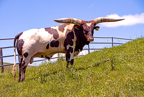 J.D. Judd - Watusi Bull at Dickinson Cattle near Barnesville Ohio.