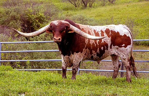 Texas Longhorn Bull Point Mark