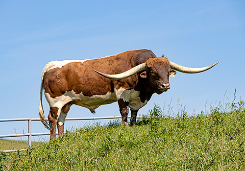 Texas Longhorn Bull, Time Line taking a break in the front pasture at Dickinson Headquarters near Barnesville, OH.