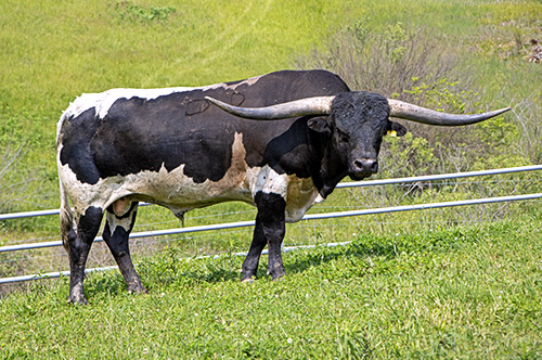 Texas Longhorn Bull, Stop Already in the front pasture - Barnesville, OH at Dickinson Cattle Co.