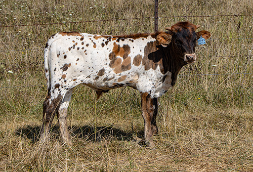 Texas Longhorn baby bull by Annex Switch. Near Barnesville Ohio