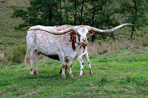 Texas Longhorn Cow named Silent - near Barnesville Ohio at Dickinson Cattle co.